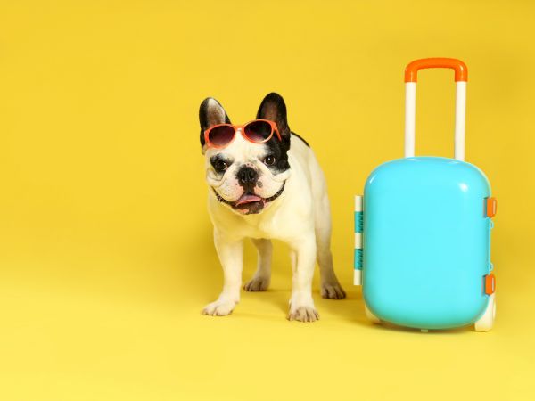 A French Bulldog wearing sunglasses sits next to a bright turquoise suitcase with orange handle on a yellow background.
