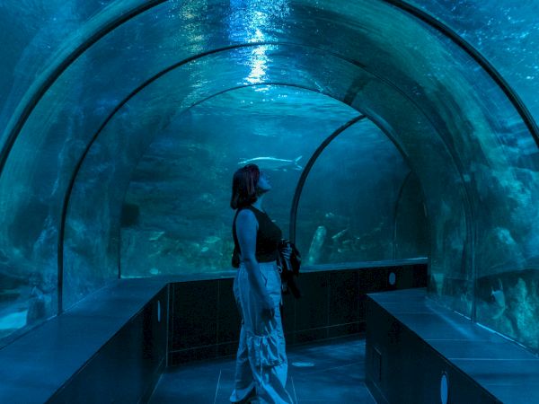 Person stands inside a curved tunnel at an aquarium, observing a swimming fish above, with blue-lit glass walls and benches along the sides.