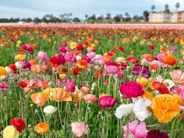 A vibrant field of colorful poppies and flowers under a bright sky, with distant palm trees and a building in the background.