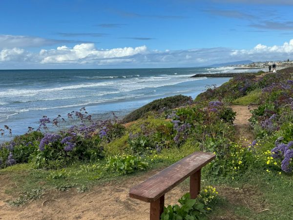 A coastal scene with a wooden bench facing the sea, wildflowers and green shrubs in the foreground, blue sky and waves rolling in.