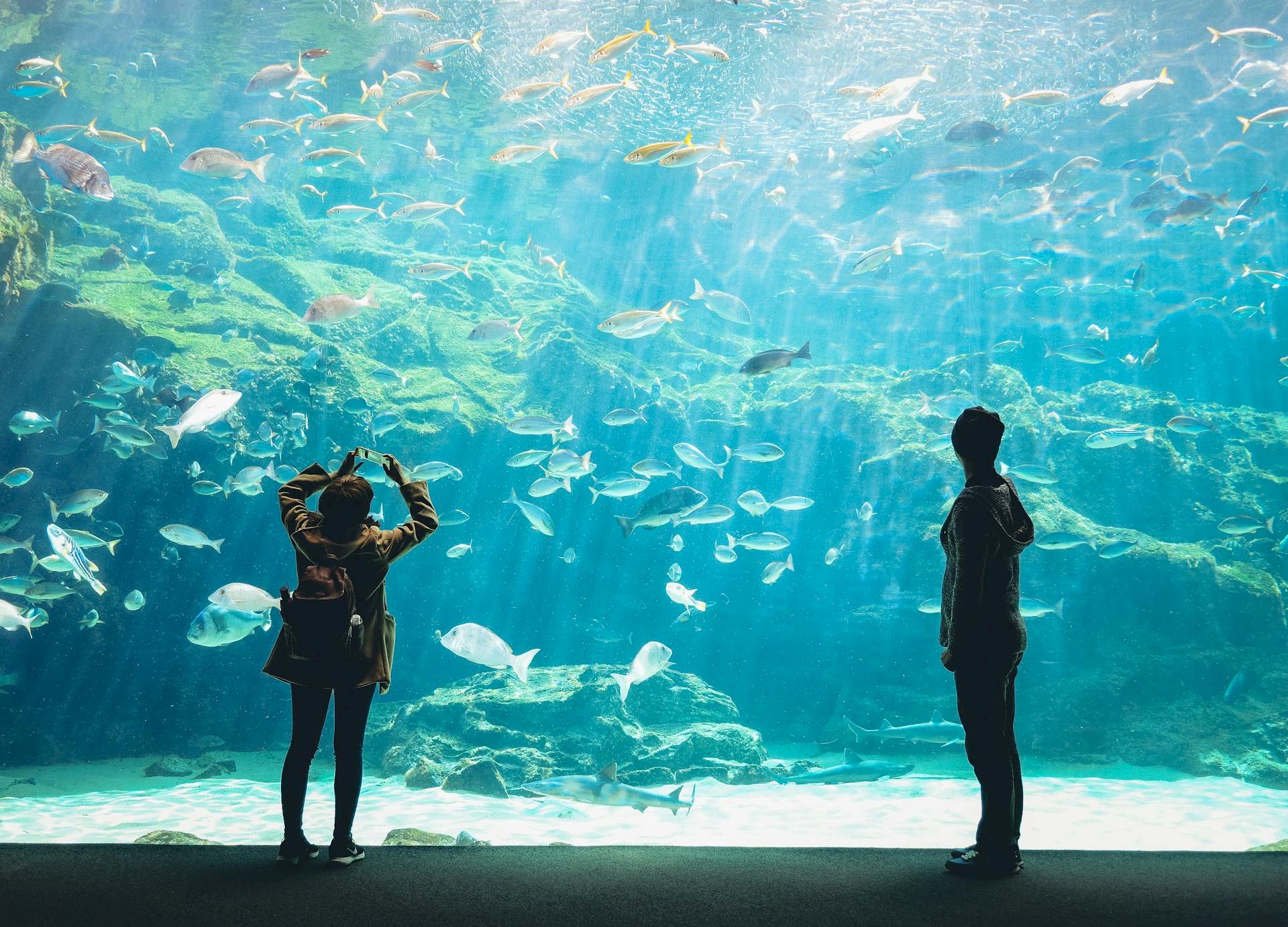 Two people stand in an aquarium tunnel, gazing at a crowded school of fish gliding above and around them.