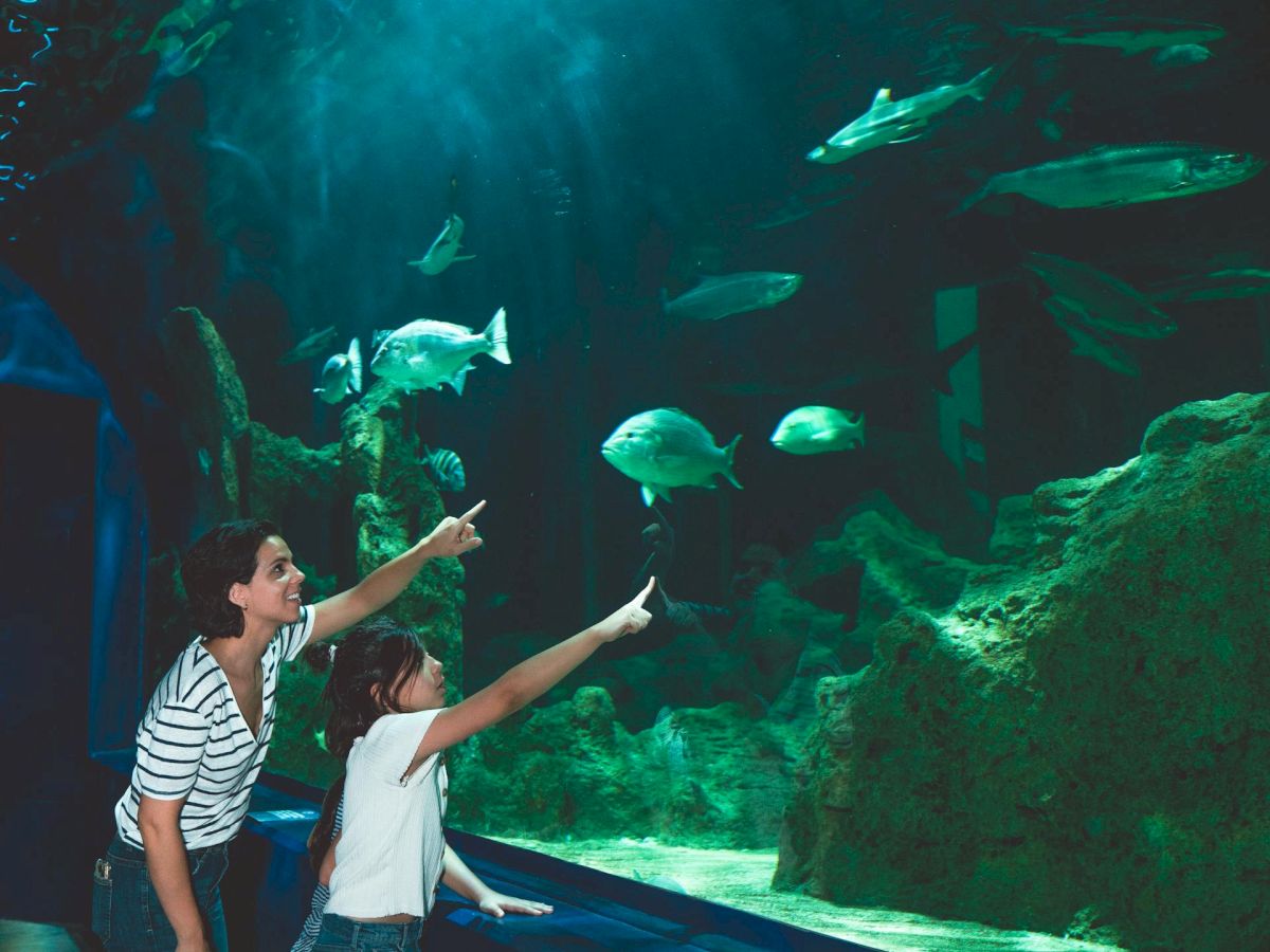 Two kids point at swimming fish as they watch the aquarium tank, bright light beams above and green rocks behind the glass, awe-filled smiles.