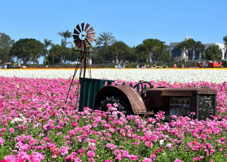 A courtyard with a person standing among vibrant pink flowers, a row of trees, and a small arched wall under a sunny, clear sky.