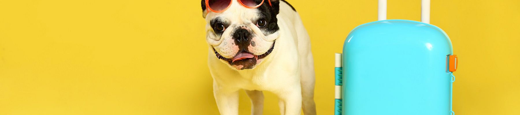 A stylish dog wearing sunglasses stands beside a bright turquoise suitcase against a vibrant yellow background.