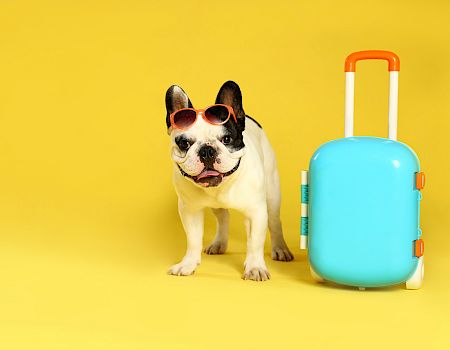 A stylish dog wearing sunglasses stands beside a bright turquoise suitcase against a vibrant yellow background.