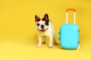pet friendly hotel in carlsbad