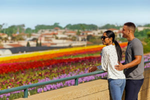 discover the carlsbad flower fields