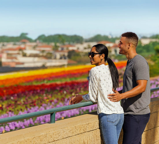 discover the carlsbad flower fields