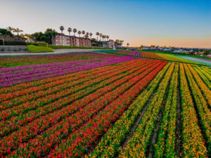 Carlsbad Flower Fields