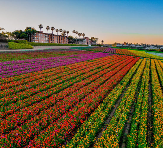 Carlsbad Flower Fields