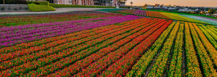 Carlsbad Flower Fields