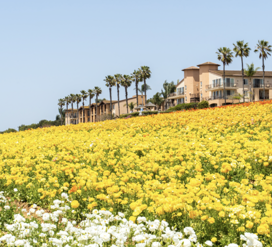 carlsbad flower fields