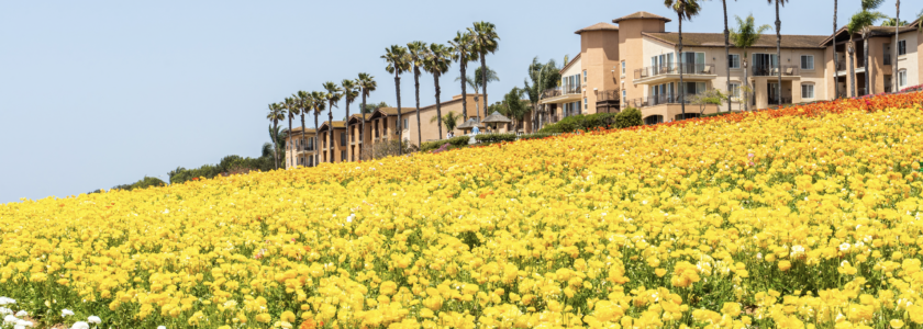 carlsbad flower fields